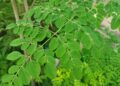Daun Kelor, Superfood Alami dengan Segudang Manfaat untuk Kesehatan