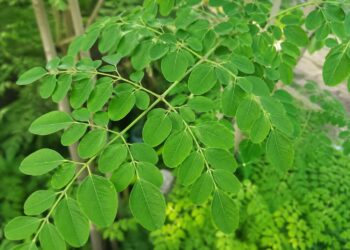 Daun Kelor, Superfood Alami dengan Segudang Manfaat untuk Kesehatan