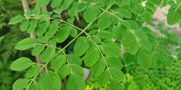Daun Kelor, Superfood Alami dengan Segudang Manfaat untuk Kesehatan