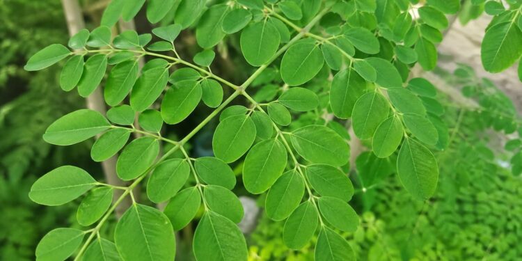 Daun Kelor, Superfood Alami dengan Segudang Manfaat untuk Kesehatan