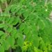Daun Kelor, Superfood Alami dengan Segudang Manfaat untuk Kesehatan