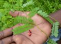 Daun Saga Disebut Miliki Beragam Manfaat Kesehatan Tradisional