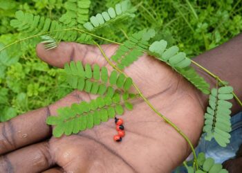 Daun Saga Disebut Miliki Beragam Manfaat Kesehatan Tradisional