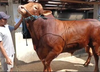 Prabowo Beri Sapi Limosin Untuk Warga Sukabumi, Segini Bobotnya!