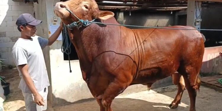 Prabowo Beri Sapi Limosin Untuk Warga Sukabumi, Segini Bobotnya!