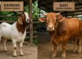 Panduan Memilih Kambing Kurban yang Sesuai Syariat Islam