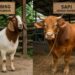 Panduan Memilih Kambing Kurban yang Sesuai Syariat Islam