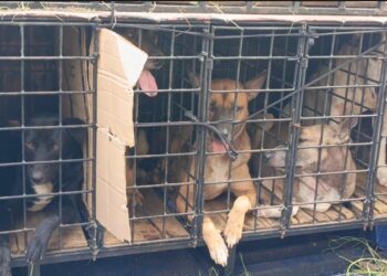 Mengerikan, Bocah Tewas Diserang Anjing Pemburu, Pemilik Hewan Diamankan Polisi
