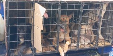 Mengerikan, Bocah Tewas Diserang Anjing Pemburu, Pemilik Hewan Diamankan Polisi