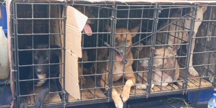 Mengerikan, Bocah Tewas Diserang Anjing Pemburu, Pemilik Hewan Diamankan Polisi