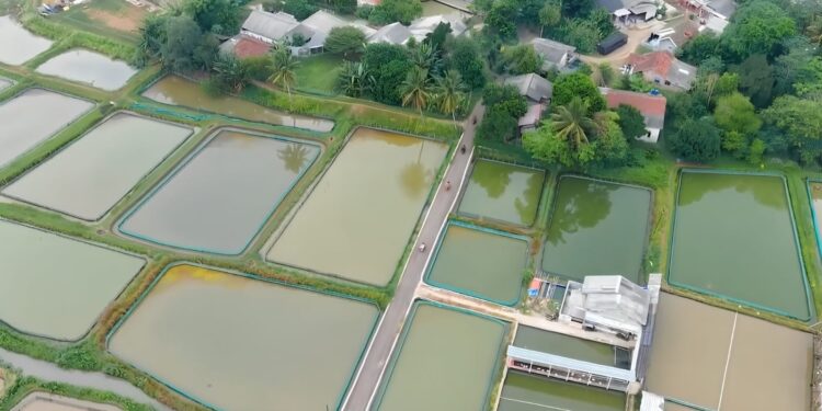 Bupati Bogor Dorong Kemajuan Perikanan Ciseeng