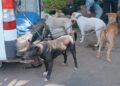 Pemilik Ngamuk, Empat Anjing Pemburu yang Serang Bocah di Jasinga Mati
