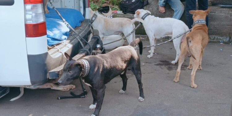 Pemilik Ngamuk, Empat Anjing Pemburu yang Serang Bocah di Jasinga Mati