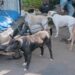 Pemilik Ngamuk, Empat Anjing Pemburu yang Serang Bocah di Jasinga Mati