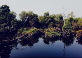 700 Ribu Hektare Mangrove di Indonesia Rusak, Menteri LH Ajak Percepat Gerakan Rehabilitasi