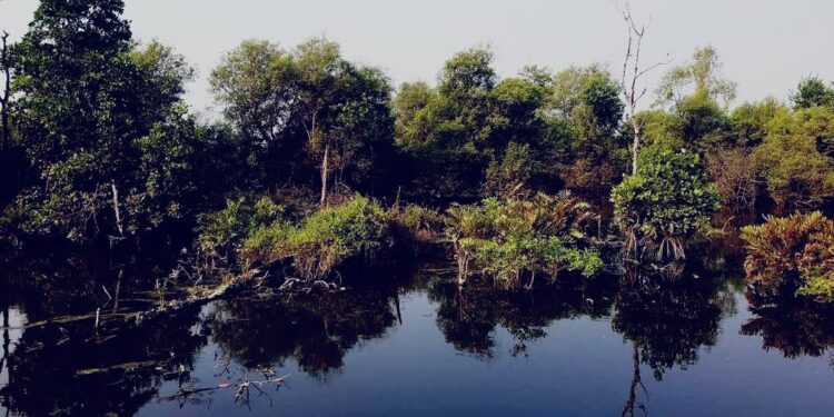700 Ribu Hektare Mangrove di Indonesia Rusak, Menteri LH Ajak Percepat Gerakan Rehabilitasi