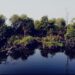700 Ribu Hektare Mangrove di Indonesia Rusak, Menteri LH Ajak Percepat Gerakan Rehabilitasi